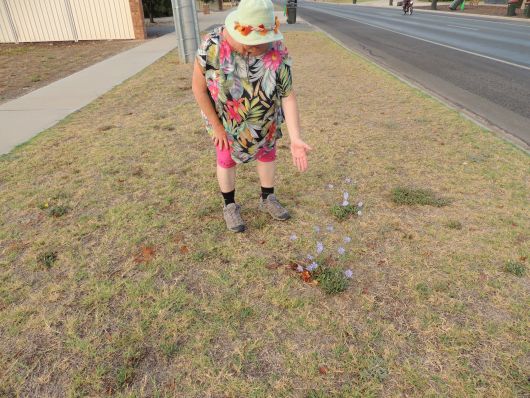 Marlene mit Wegwarte